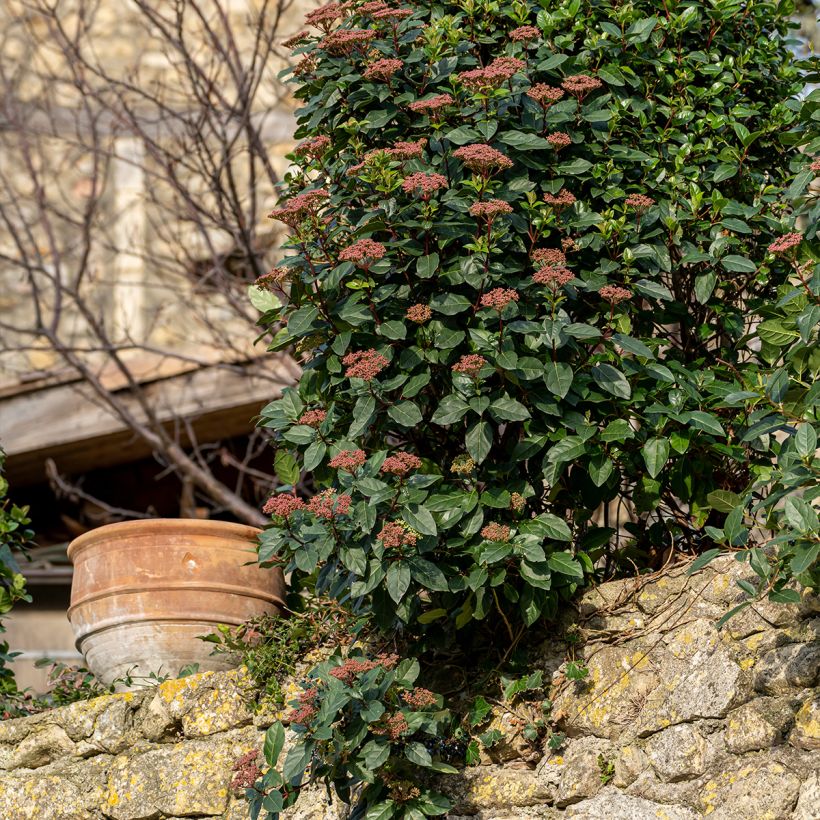 Viorne, Laurier tin - Viburnum tinus Gwenlian (Port)