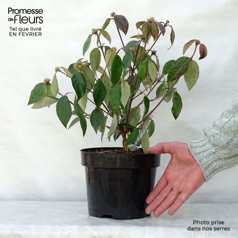 Spécimen de Viorne - Viburnum Eskimo Pot de 2L/3L tel que livré en hiver