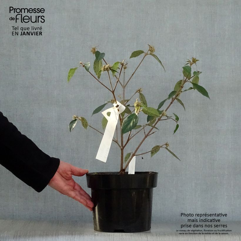 Spécimen de Viorne - Viburnum Eskimo Pot de 4L/5L tel que livré en hiver