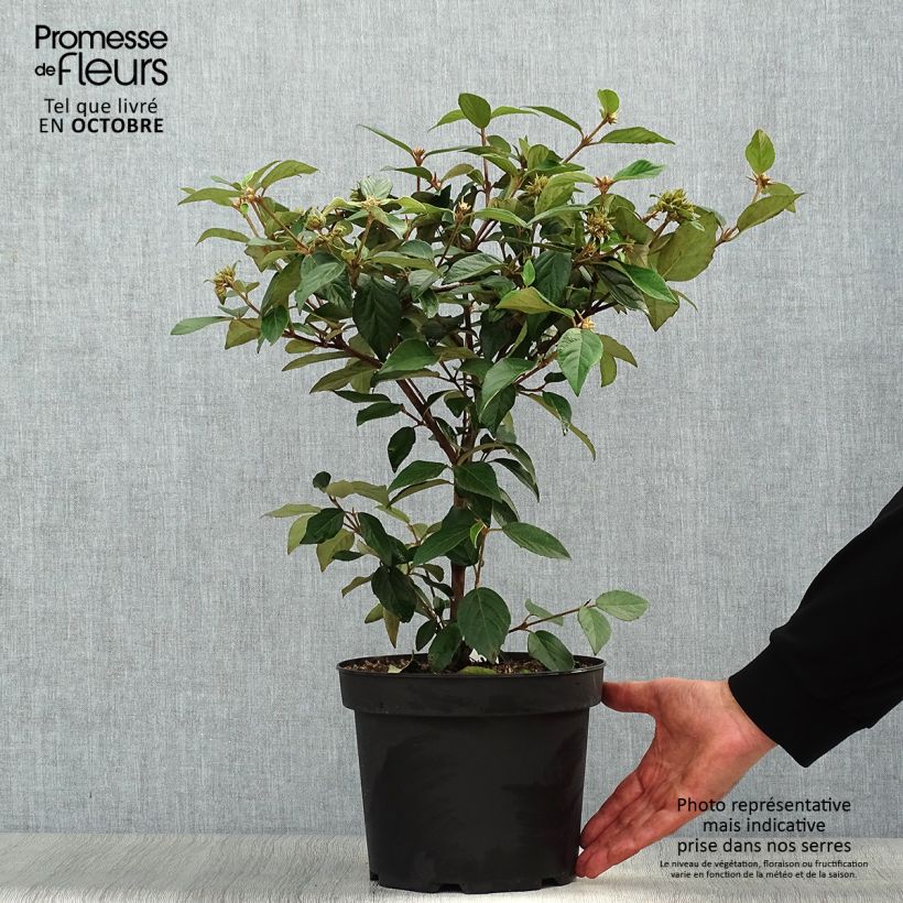 Spécimen de Viorne - Viburnum Eskimo Pot de 4L/5L tel que livré en automne