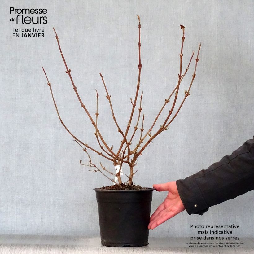Spécimen de Viorne de Chine - Viburnum plicatum Mariesii Great Star Pot de 4L/5L tel que livré en hiver
