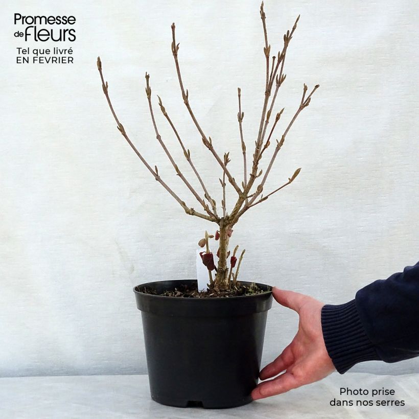 Spécimen de Viorne - Viburnum carlesii Aurora Pot de 3L/4L tel que livré en hiver