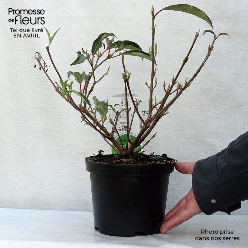Spécimen de Viorne - Viburnum hillieri Winton Pot de 3L/4L tel que livré au printemps