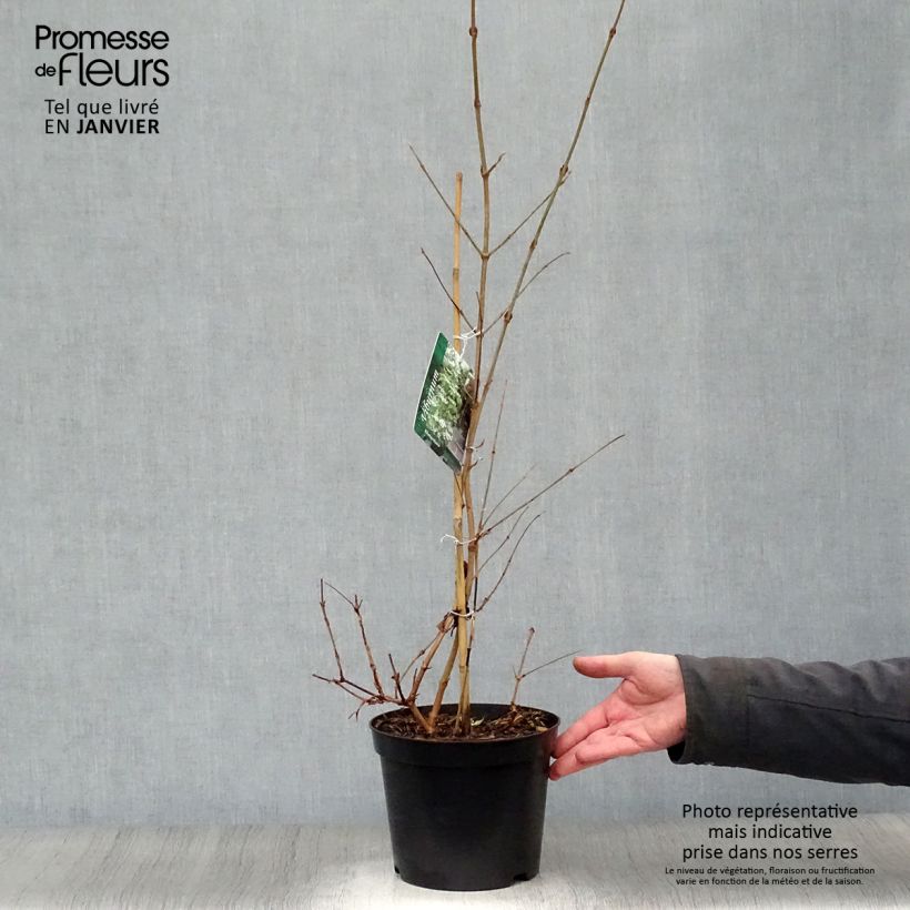 Spécimen de Viorne - Viburnum plicatum Kilimandjaro Pot de 2L/3L tel que livré en hiver