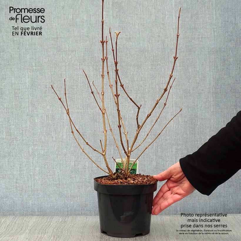 Spécimen de Viorne - Viburnum plicatum Lanarth Pot de 2L/3L tel que livré en hiver