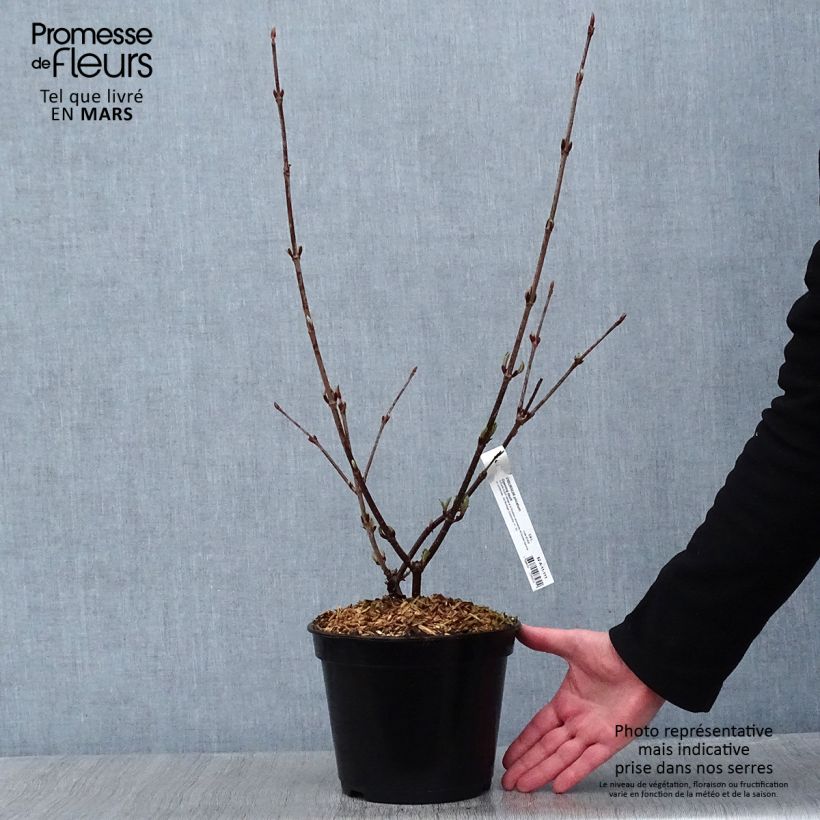 Spécimen de Viorne - Viburnum plicatum Opening Day Pot de 3L/4L tel que livré en hiver