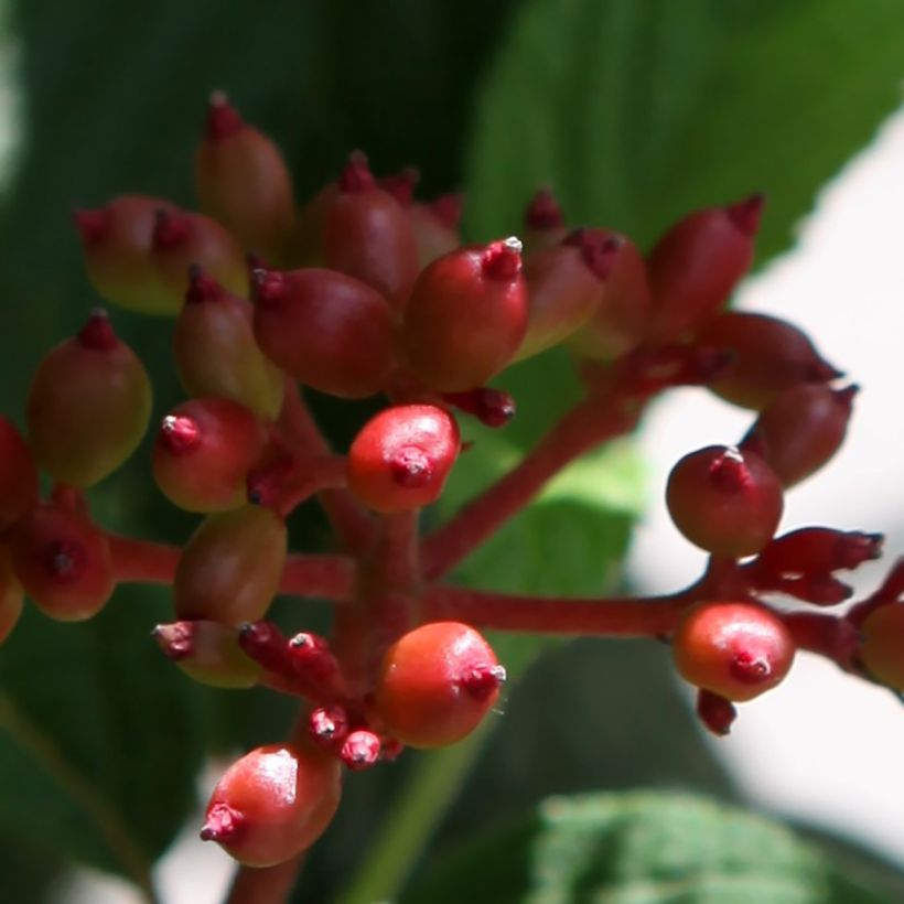 Viorne - Viburnum plicatum Pinkimono (Récolte)