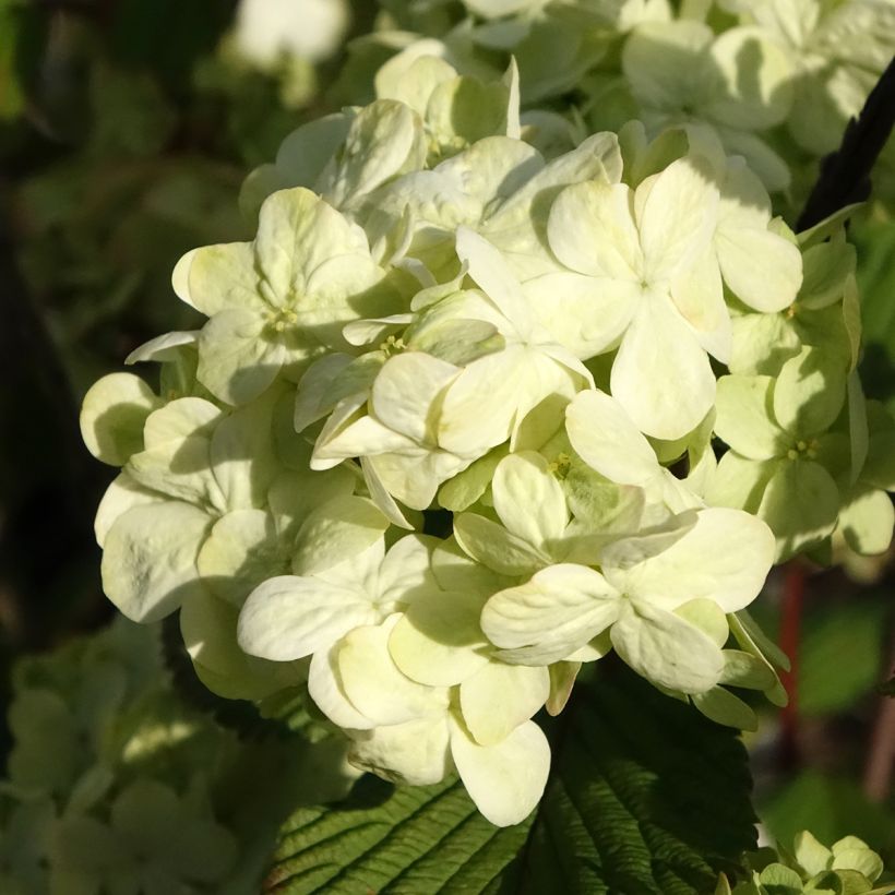 Viorne - Viburnum plicatum Popcorn (Floraison)