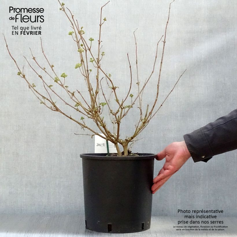 Spécimen de Viorne - Viburnum plicatum Popcorn Pot de 12L/15L tel que livré en hiver