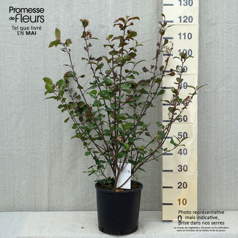Spécimen de Viorne - Viburnum plicatum Popcorn Pot de 12L/15L tel que livré au printemps