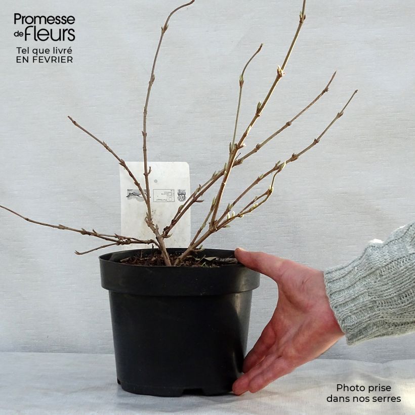 Spécimen de Viorne - Viburnum plicatum Popcorn Pot de 3L/4L tel que livré en hiver