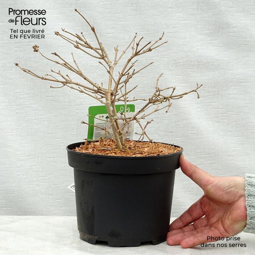 Spécimen de Viorne - Viburnum plicatum Summer Snow Flake Pot de 2L/3L tel que livré en hiver
