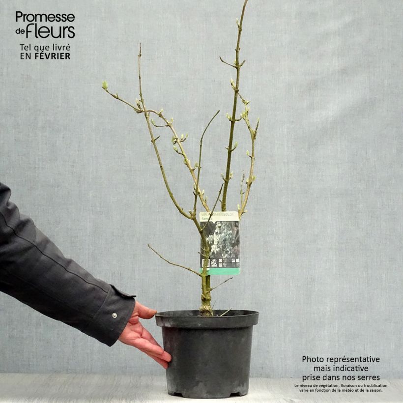 Spécimen de Viorne - Viburnum sieboldii Seneca Pot de 4L/5L tel que livré en hiver