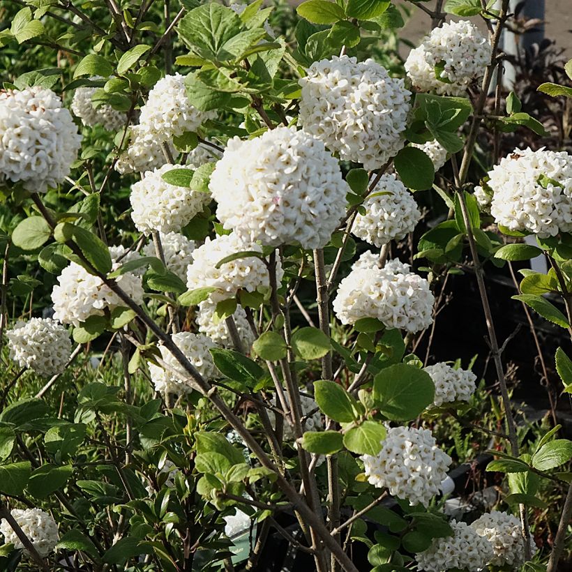 Viorne - Viburnum (x) carlcephalum  (Floraison)