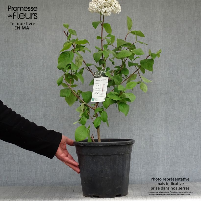 Spécimen de Viorne - Viburnum (x) carlcephalum  Pot de 7,5L/10L tel que livré au printemps
