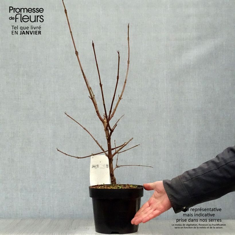 Spécimen de Viorne - Viburnum (x) carlcephalum  Pot de 3L/4L tel que livré en hiver