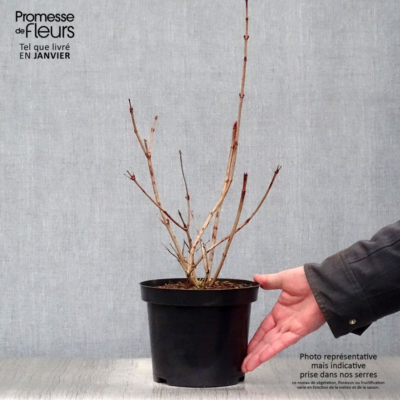 Spécimen de Viorne Boule de Neige - Viburnum opulus Roseum Pot de 2L/3L tel que livré en hiver