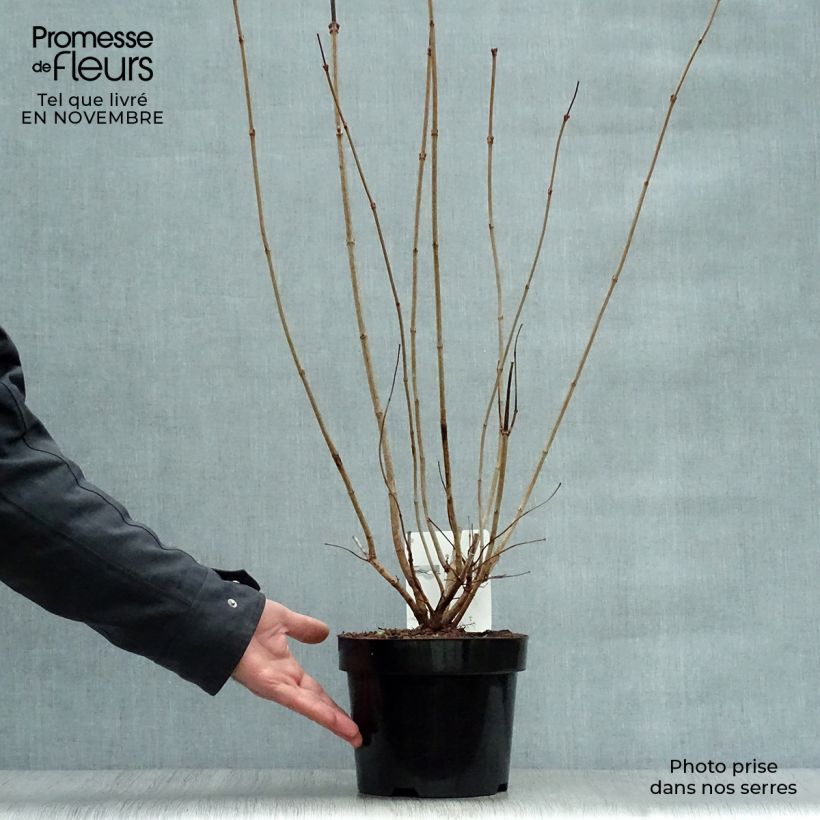 Spécimen de Viorne Boule de Neige - Viburnum opulus Roseum Pot de 2L/3L tel que livré en automne