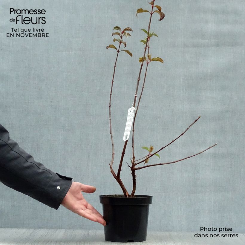 Spécimen de Viorne d'hiver - Viburnum bodnantense Dawn Pot de 2L/3L tel que livré en automne