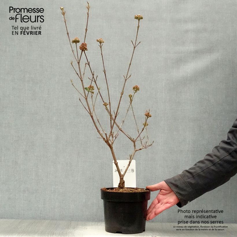 Spécimen de Viorne de Burkwood - Viburnum burkwoodii Ann Russell Pot de 3L/4L tel que livré en hiver