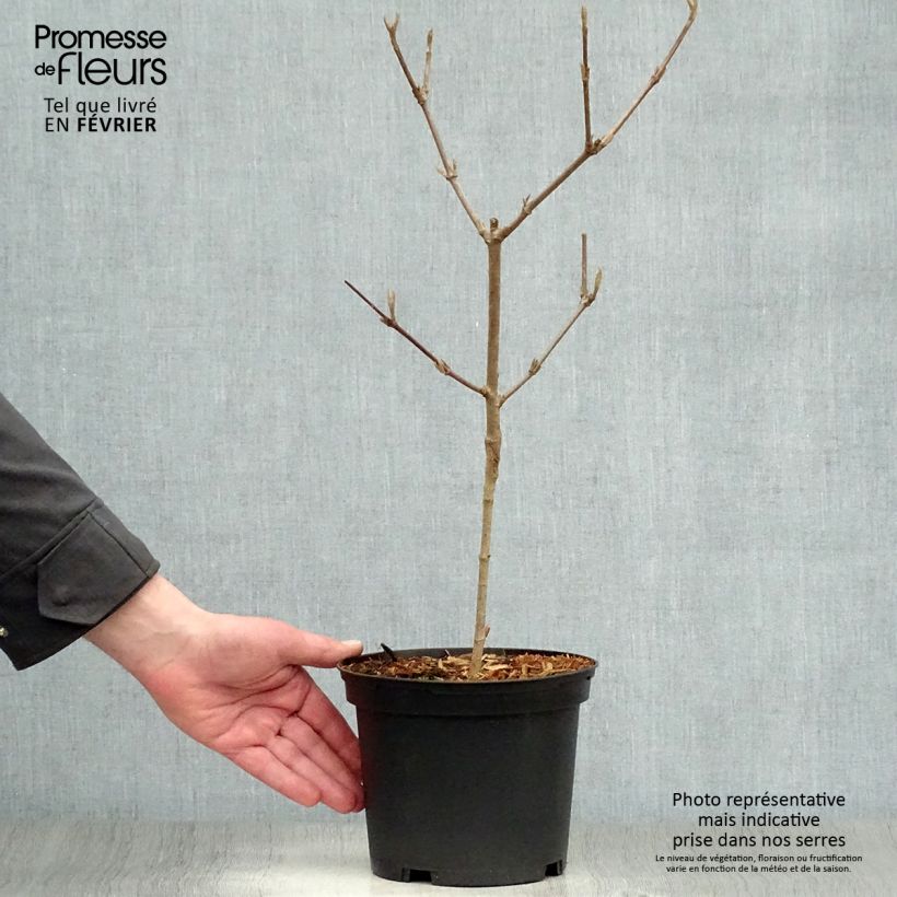 Spécimen de Viburnum carlesii - Viorne de Carle Pot de 2L/3L tel que livré en hiver