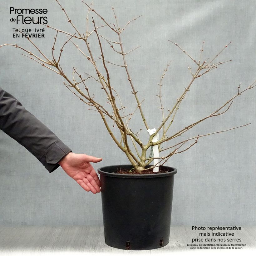 Spécimen de Viorne de Chine - Viburnum plicatum Mariesii Pot de 12L/15L tel que livré en hiver