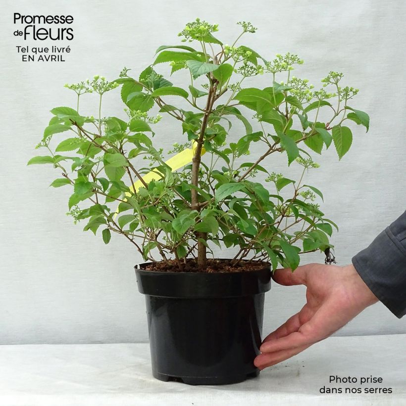 Spécimen de Viorne de Chine - Viburnum plicatum Shasta Pot de 3L/4L tel que livré au printemps
