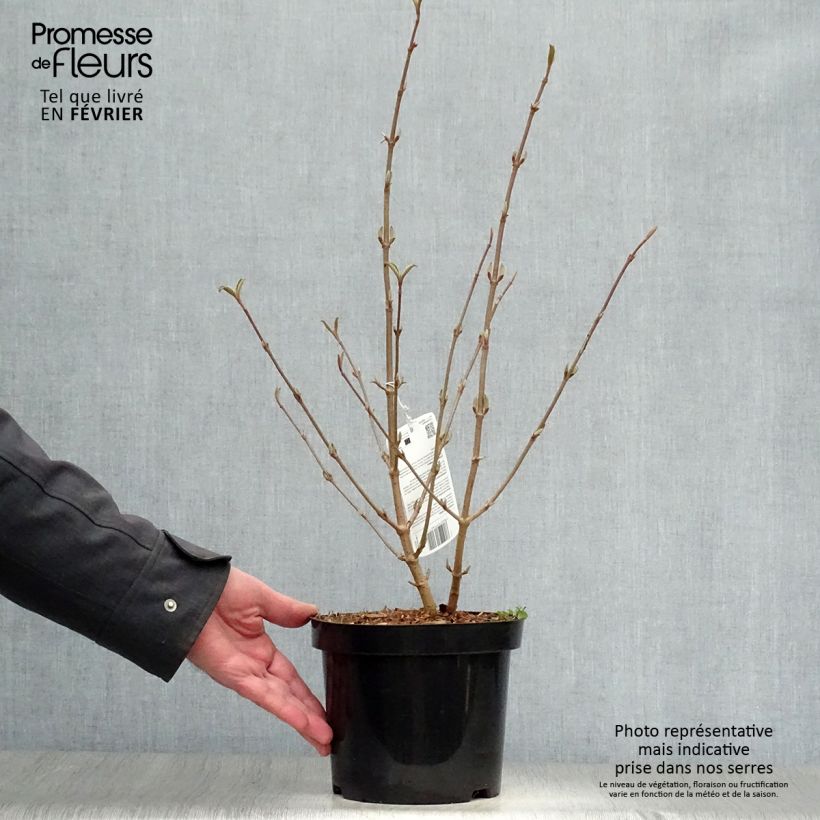 Spécimen de Viorne de Chine - Viburnum plicatum Tomentosum Pot de 2L/3L tel que livré en hiver