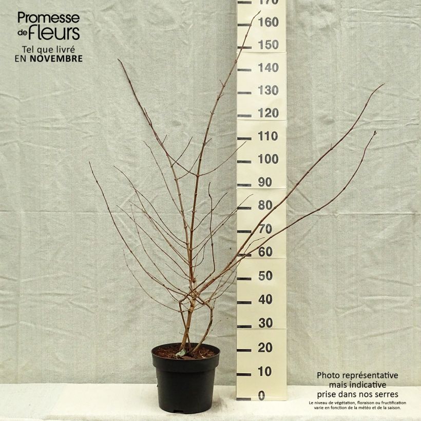 Spécimen de Viorne de Chine - Viburnum plicatum Tomentosum Pot de 7,5L/10L tel que livré en automne