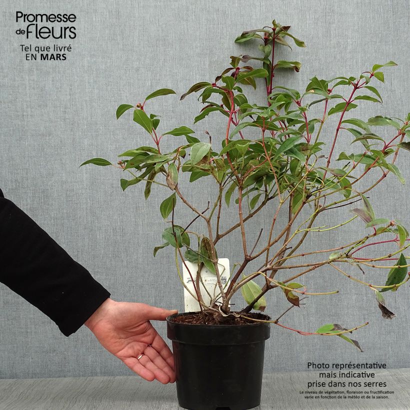 Spécimen de Viorne de David - Viburnum davidii Angustifolium Pot de 3L/4L tel que livré en hiver
