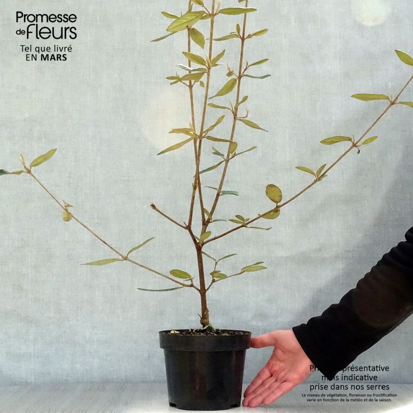 Spécimen de Viorne de Prague - Viburnum Pragense Pot de 3L/4L tel que livré au printemps