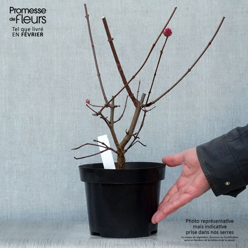 Spécimen de Viorne d'hiver - Viburnum bodnantense Charles Lamont. Pot de 3L/4L tel que livré en hiver