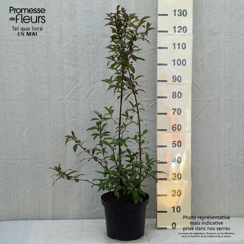 Spécimen de Viorne d'hiver - Viburnum bodnantense Dawn Pot de 6L/7L tel que livré au printemps