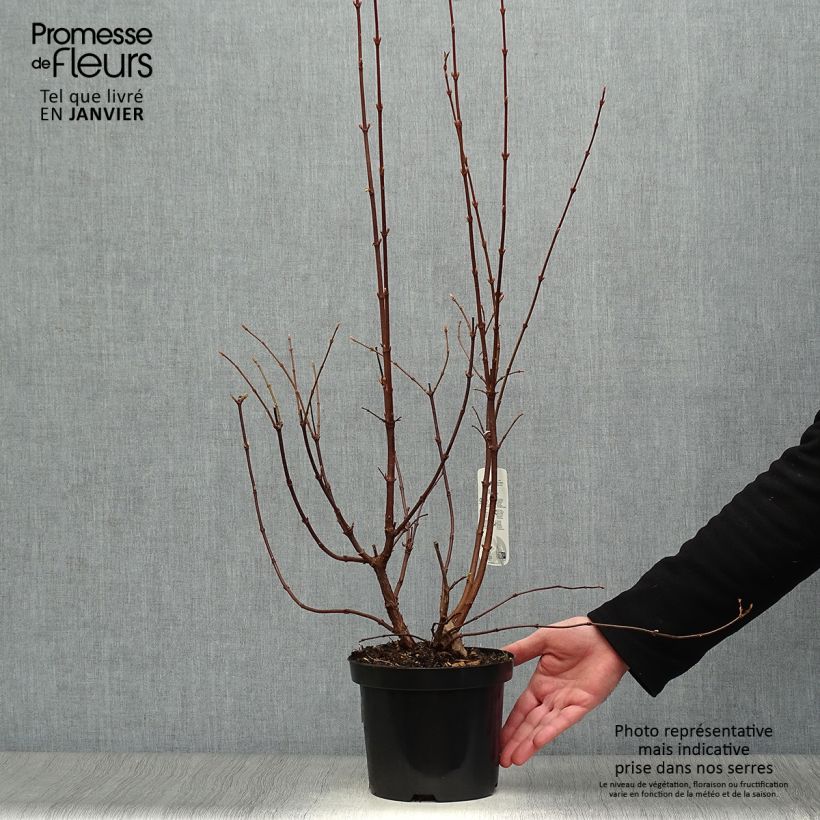 Spécimen de Viorne d'hiver - Viburnum farreri (fragrans) Pot de 2L/3L tel que livré en hiver