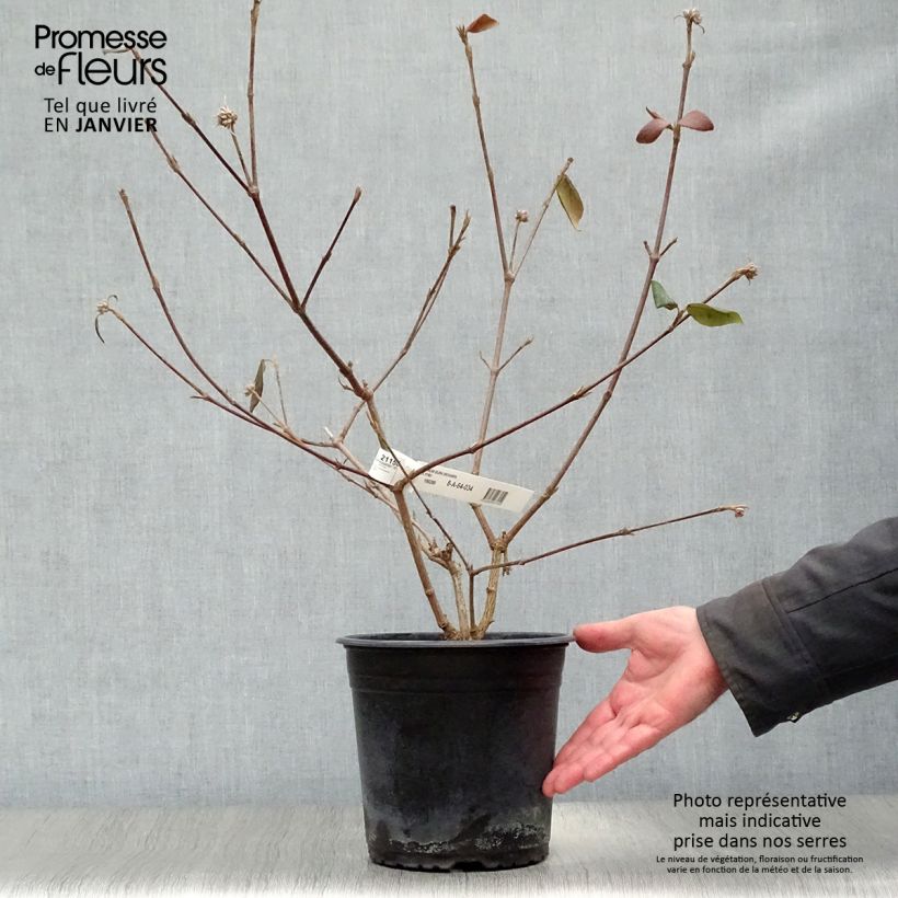 Spécimen de Viorne du Burkwood - Viburnum x burkwoodii Mohawk Pot de 4L/5L tel que livré en hiver
