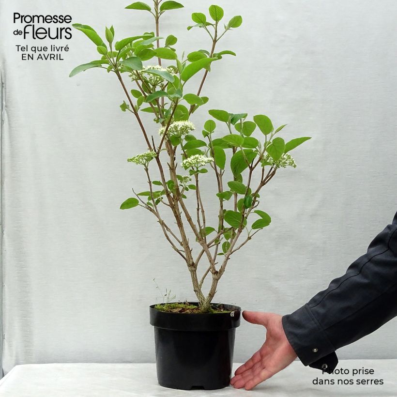 Spécimen de Viorne lantane - Viburnum lantana Mohican Pot de 3L/4L tel que livré au printemps