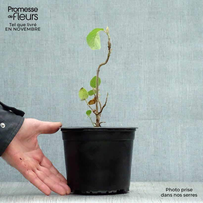 Spécimen de Viorne lantane -  Viburnum lantana Pot de 1,5L/2L tel que livré en automne