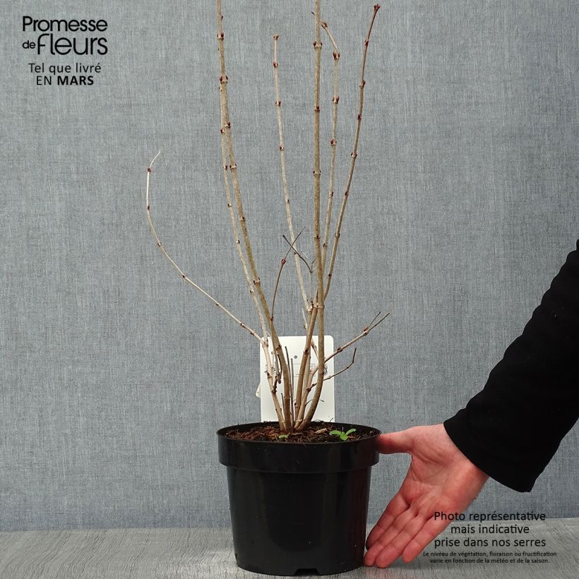 Spécimen de Viorne obier, Boule de neige - Viburnum opulus Park Harvest Pot de 2L/3L tel que livré en hiver