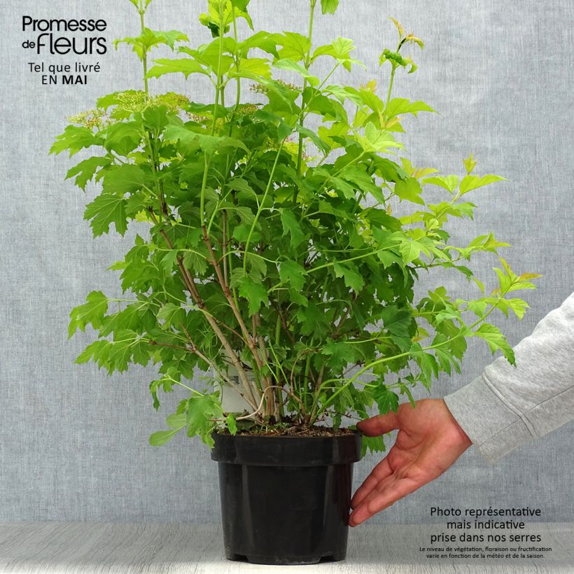 Amostra de Viburnum opulus Park Harvest - Bola-de-neve Vaso de 2 L/3 L tal como entregue na primavera