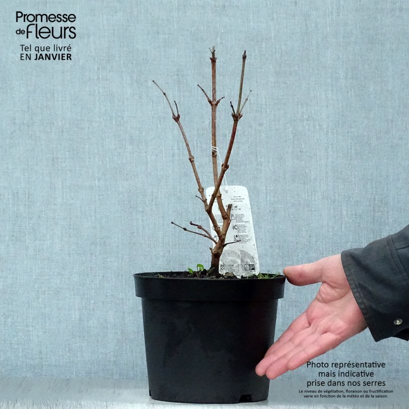 Spécimen de Viorne obier - Viburnum opulus Compactum  Pot de 3L/4L tel que livré en hiver
