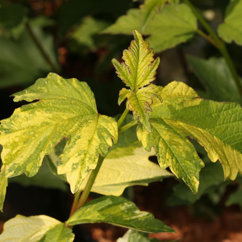 Viorne obier - Viburnum opulus Pechcin (Feuillage)