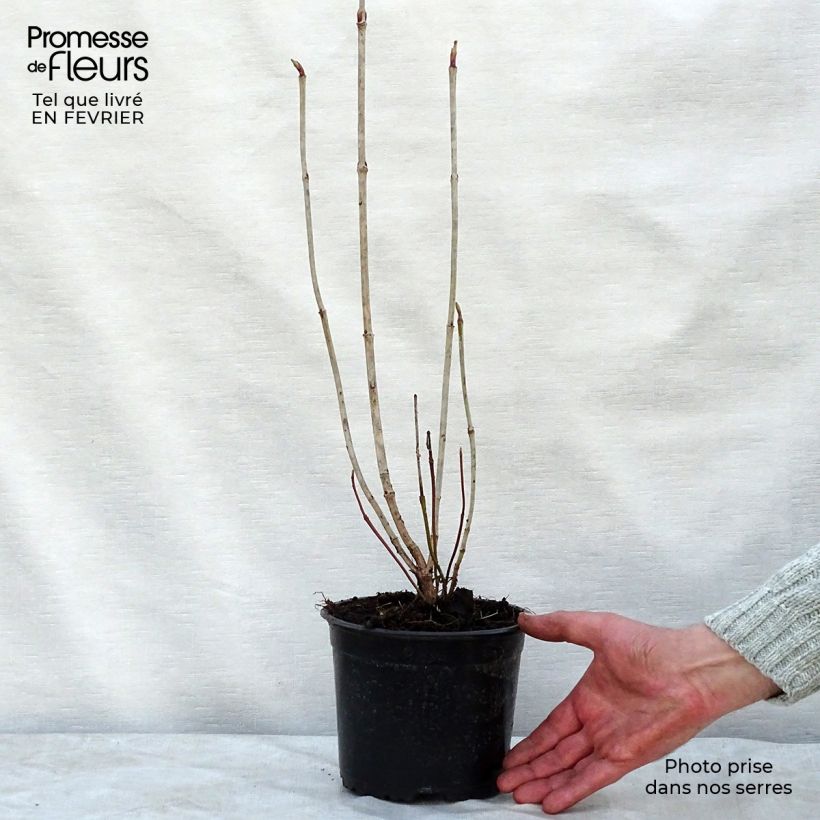 Spécimen de Viorne obier - Viburnum opulus Pot de 2L/3L tel que livré en hiver