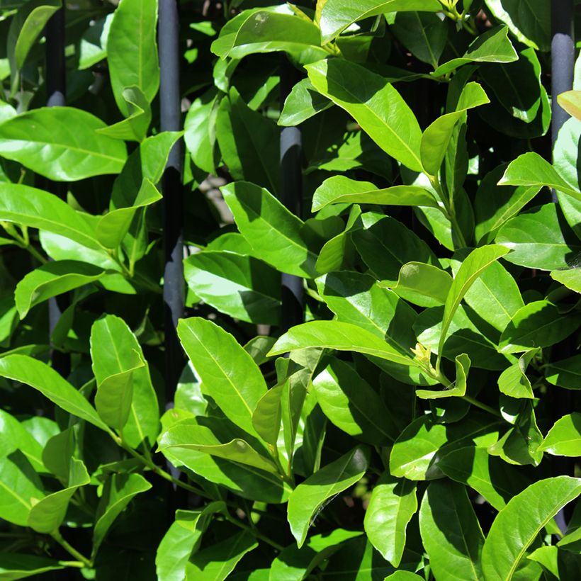 Viorne odorante - Viburnum odoratissimum (Feuillage)