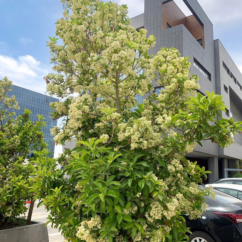 Viorne odorante - Viburnum odoratissimum (Port)