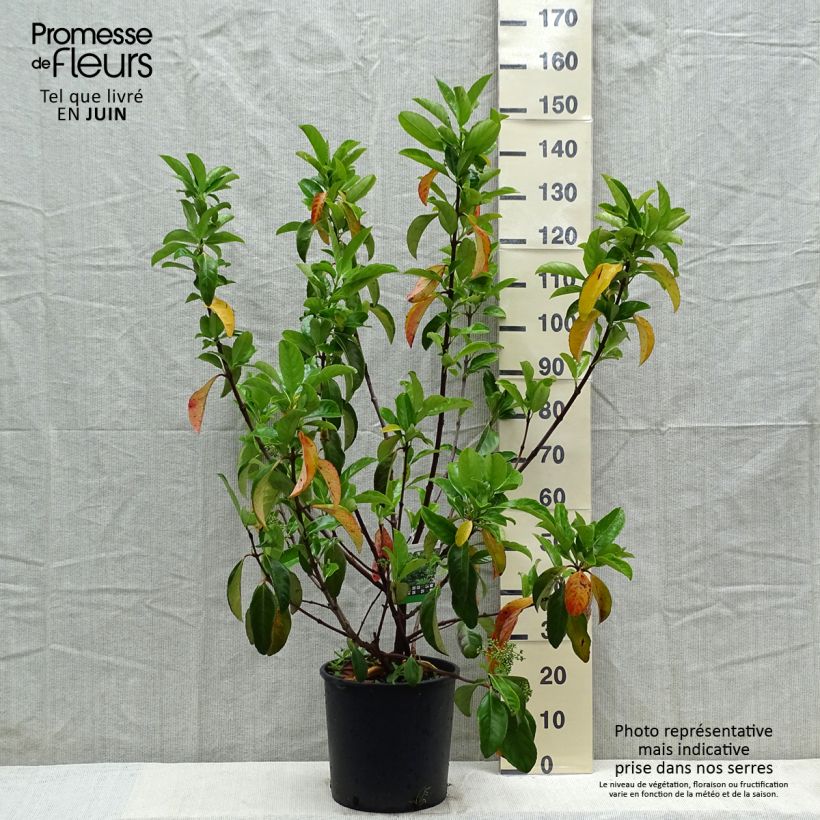 Spécimen de Viorne odorante - Viburnum odoratissimum Pot de 12L/15L tel que livré au printemps