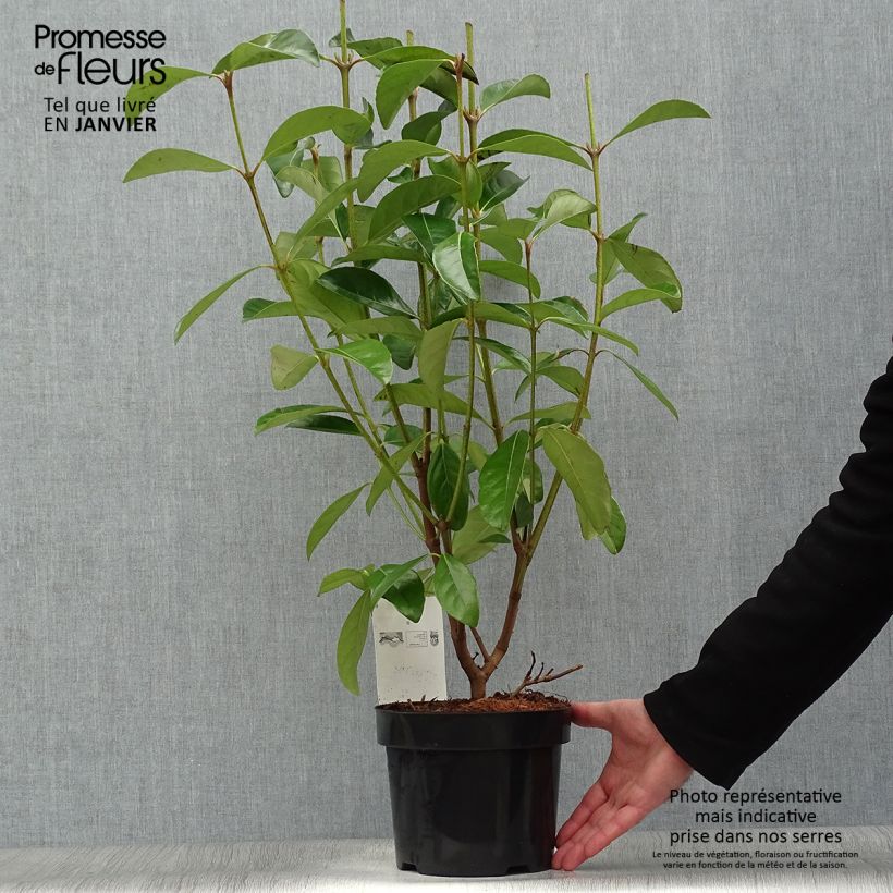 Spécimen de Viorne odorante - Viburnum odoratissimum Pot de 2L/3L tel que livré en hiver