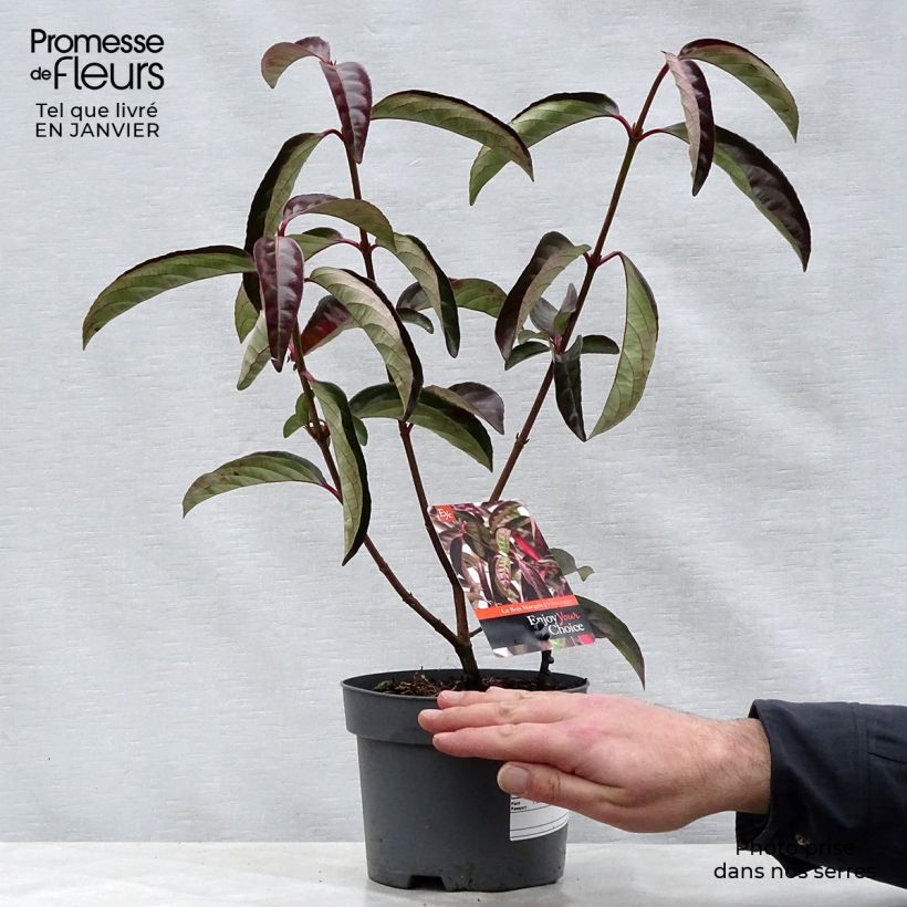 Spécimen de Viorne - Viburnum Le Bois Marquis Pot de 3L/4L tel que livré en hiver