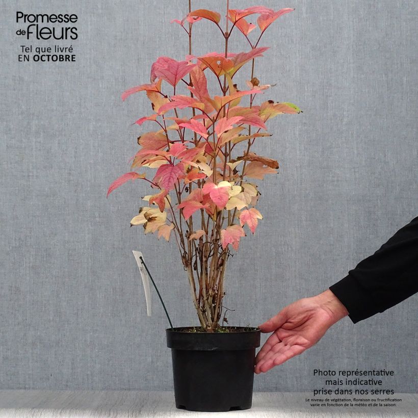 Spécimen de Viorne trilobée - Viburnum trilobum Bailey Compact Pot de 3L/4L tel que livré en automne