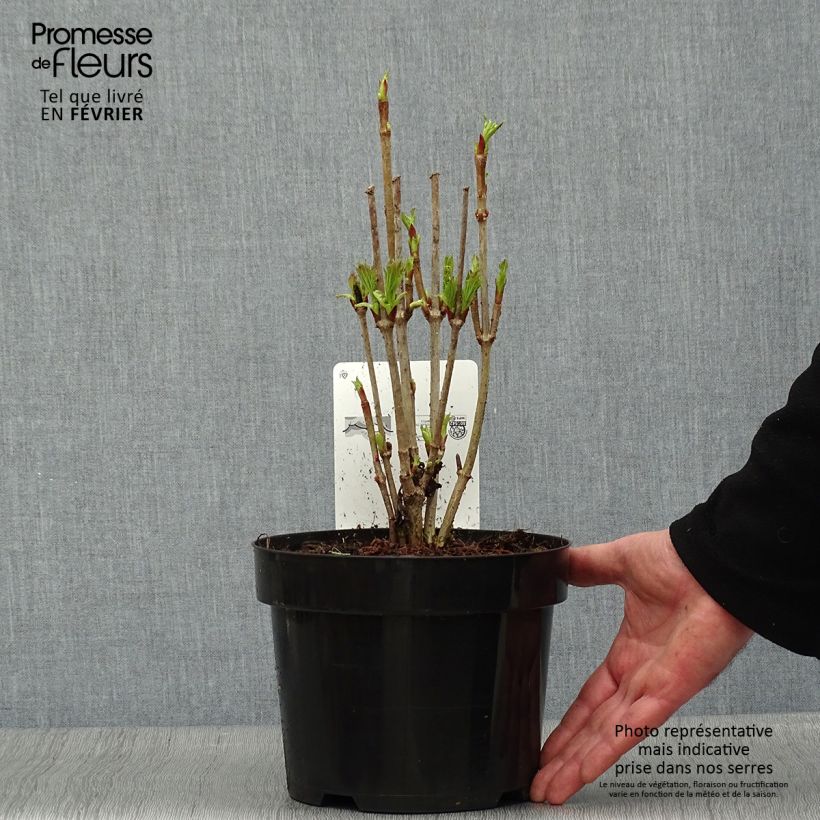 Spécimen de Viorne trilobée - Viburnum trilobum Bailey Compact Pot de 3L/4L tel que livré en hiver