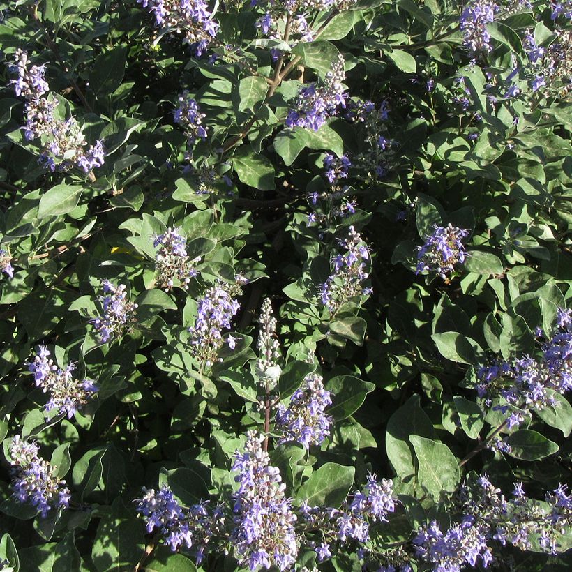 Vitex × agnus-castus Chicagoland Blues (Floração)